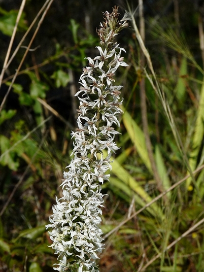 {Liatris elegans var. elegans}